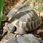 Natura *