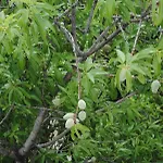 Natura 아파트 마카르스카