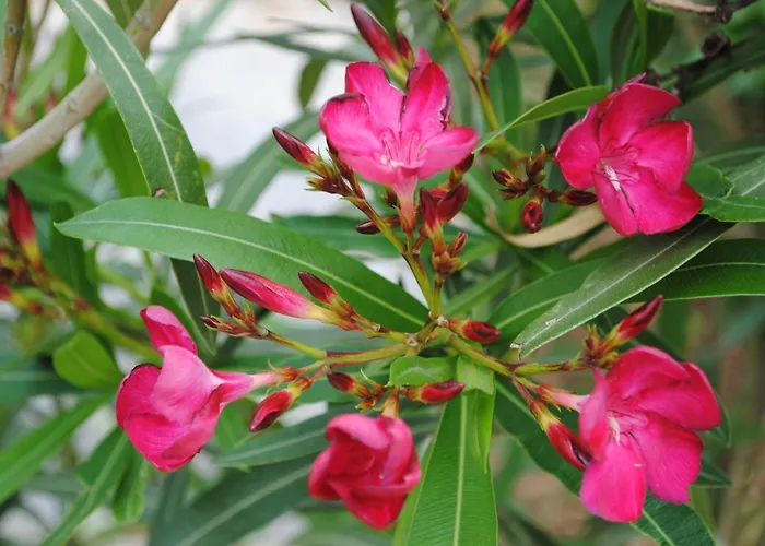 Natura ماكارسكا