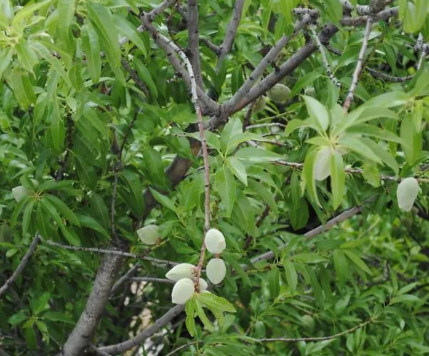 Natura شقة ماكارسكا